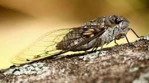 cigarras1.jpg cigarras1.jpg