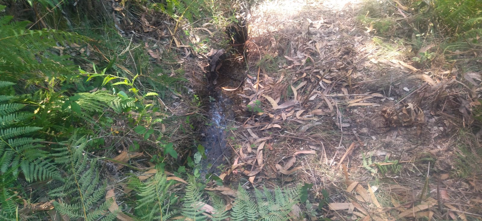 levada.jpeg levada.jpeg
